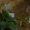 季節の花MCCL！