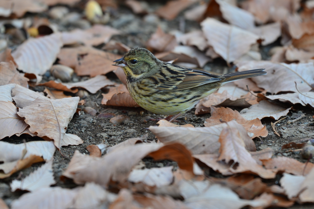 里山の野鳥XXXVI！