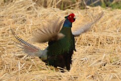 身近にいる野鳥CDI！