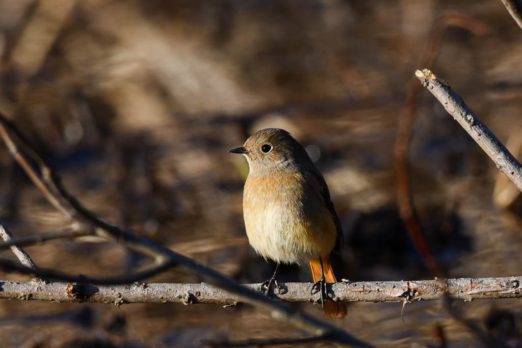 里山の野鳥LXXXIV！