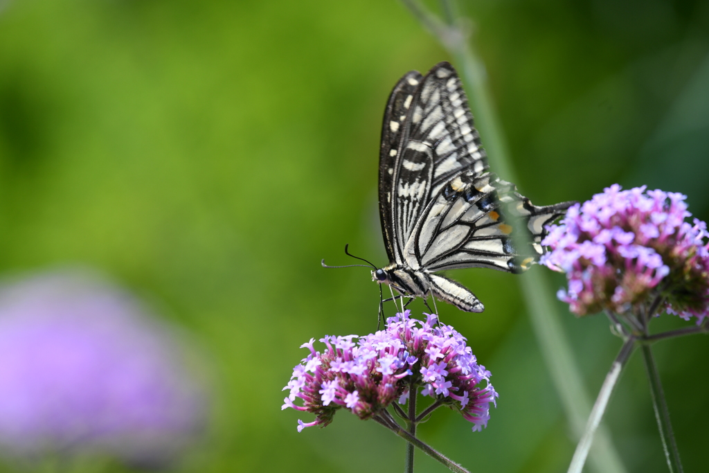 花と蝶MCCXXVIII！