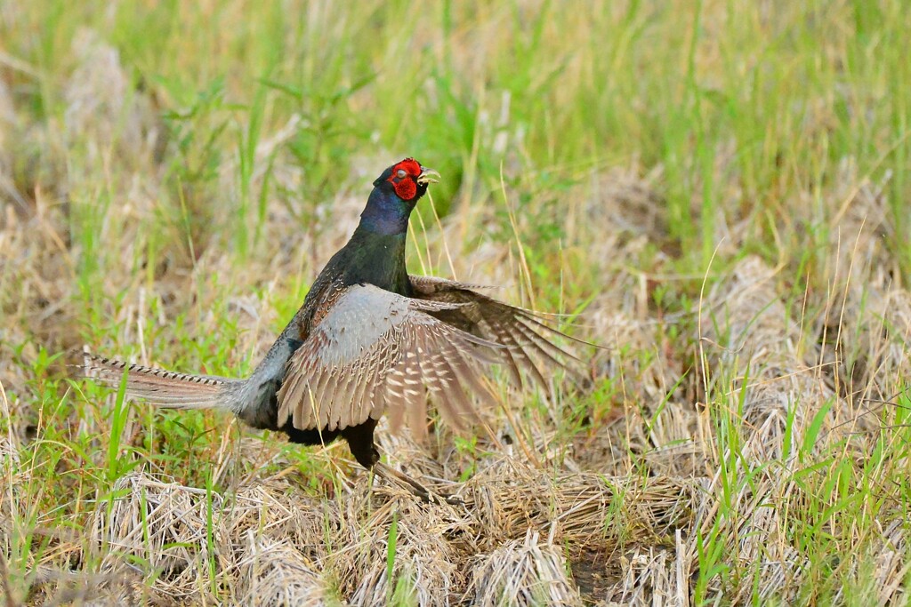 身近にいる野鳥CDXC！