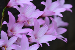 季節の花XXI！