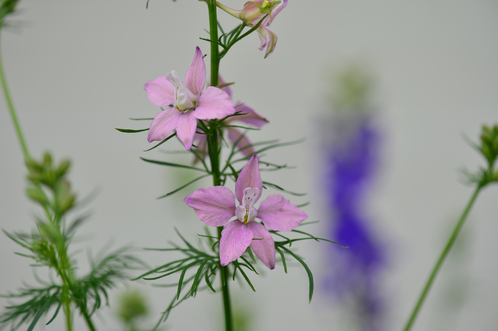 季節の花CDLXIII！