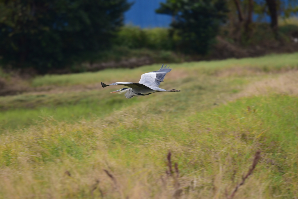 身近にいる野鳥CXII！