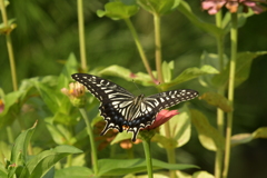 花と蝶II-XVIII！