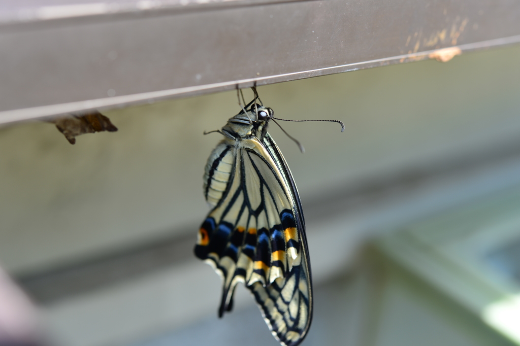 我が家に同居CXXXV！