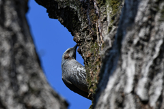 里山の野鳥CXXVI！