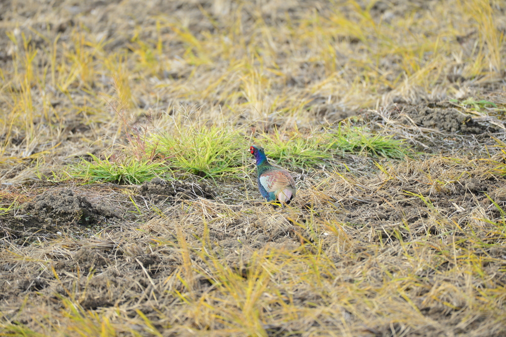 身近にいる野鳥CCCXXI！