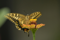 花と蝶II-CXXIV！