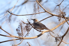 身近にいる野鳥CCLXXVII！