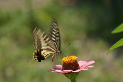 花と蝶II-LXXVII！