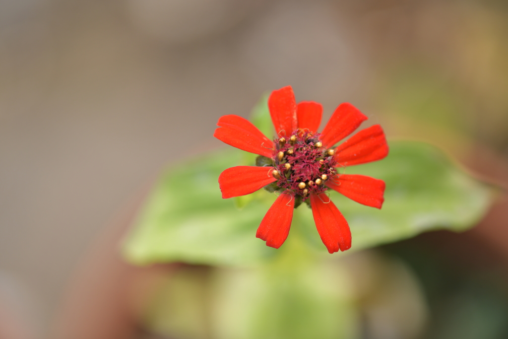 季節の花MDXXXV！