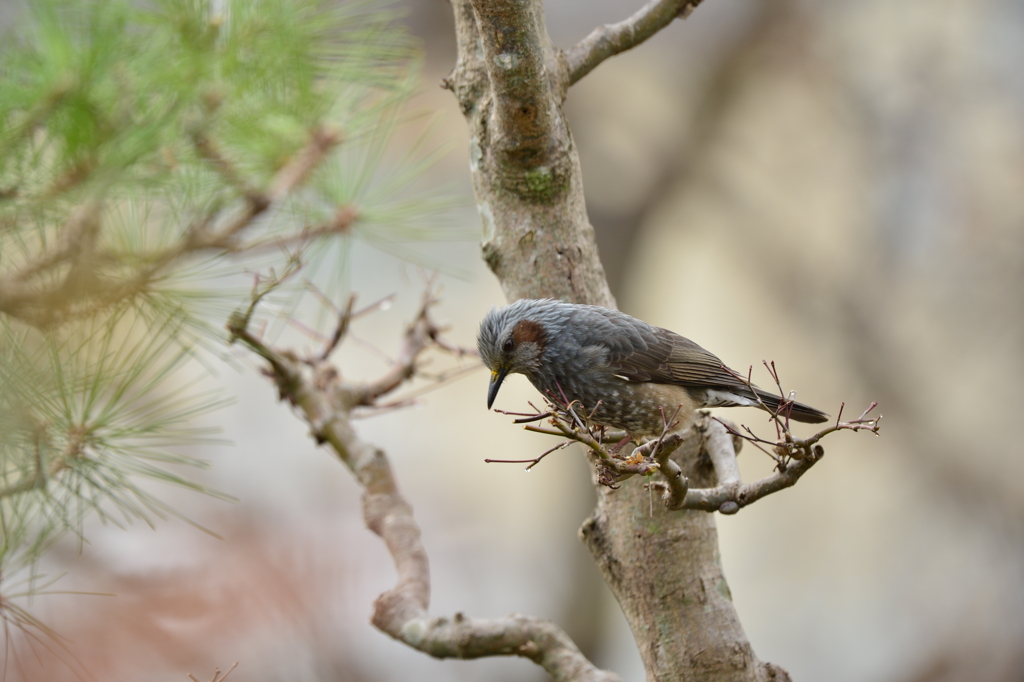 身近にいる野鳥CCXXXV！
