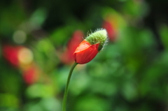 季節の花CLX！