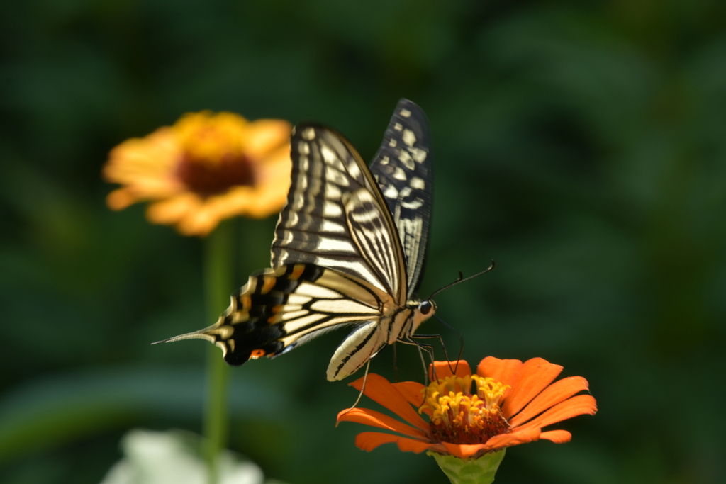 花と蝶II-XXXVI！