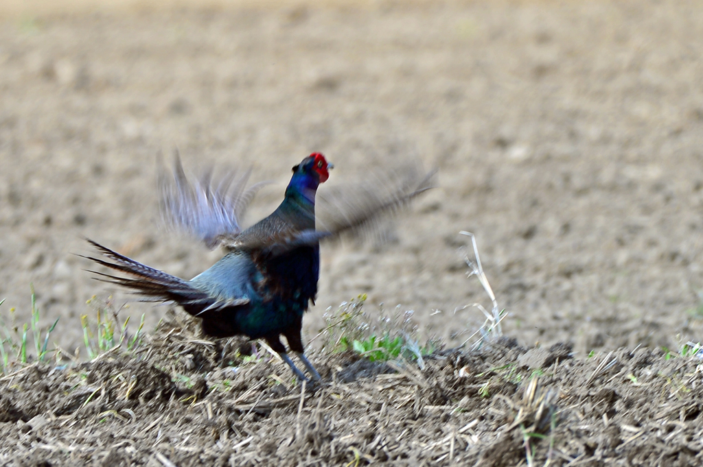身近似る野鳥LXXXIV！