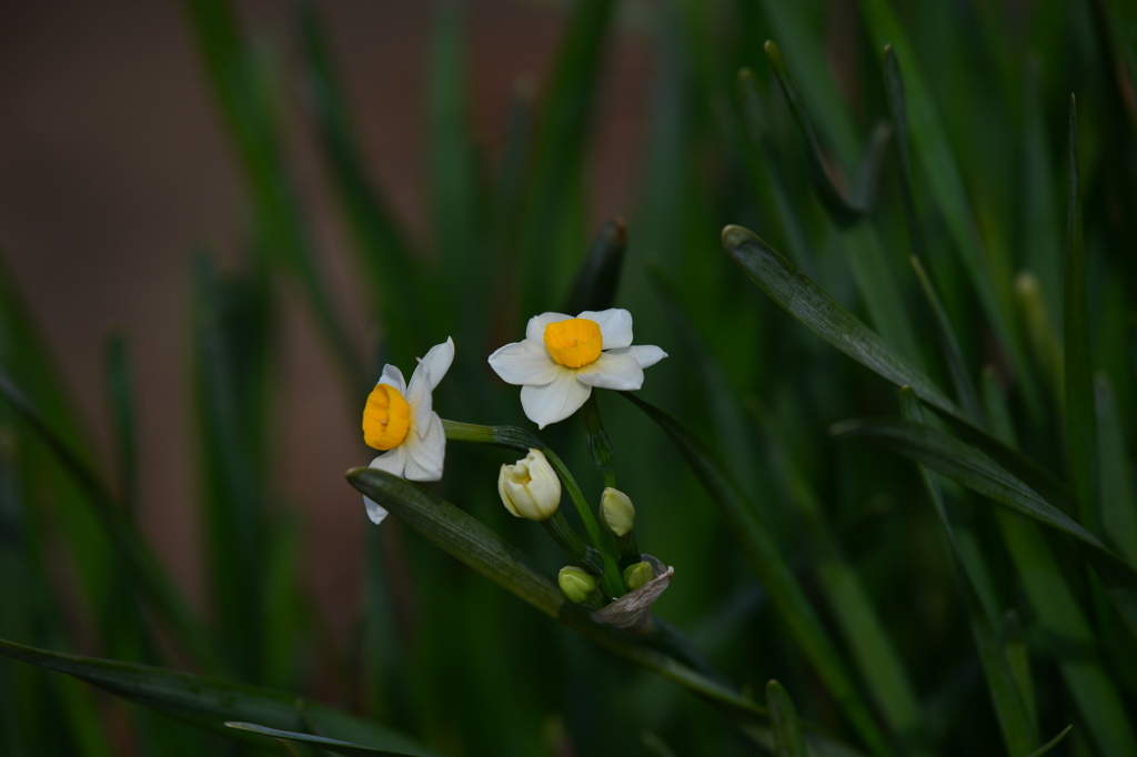 季節の花DLIV！