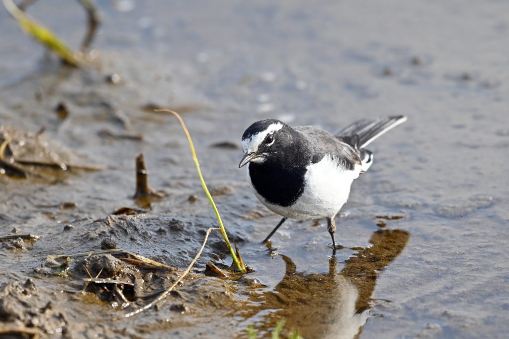 身近にいる野鳥CLVII！