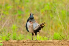 身近にいる野鳥CDLXXIV！