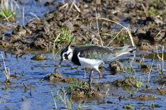 身近にいる野鳥CXXXIX！