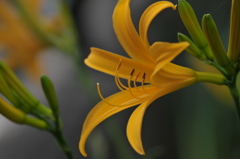 季節の花CMLXXIV！