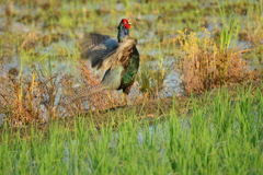 身近にいる野鳥CCCLXXXVII！