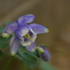 季節の花MCCXLIX！