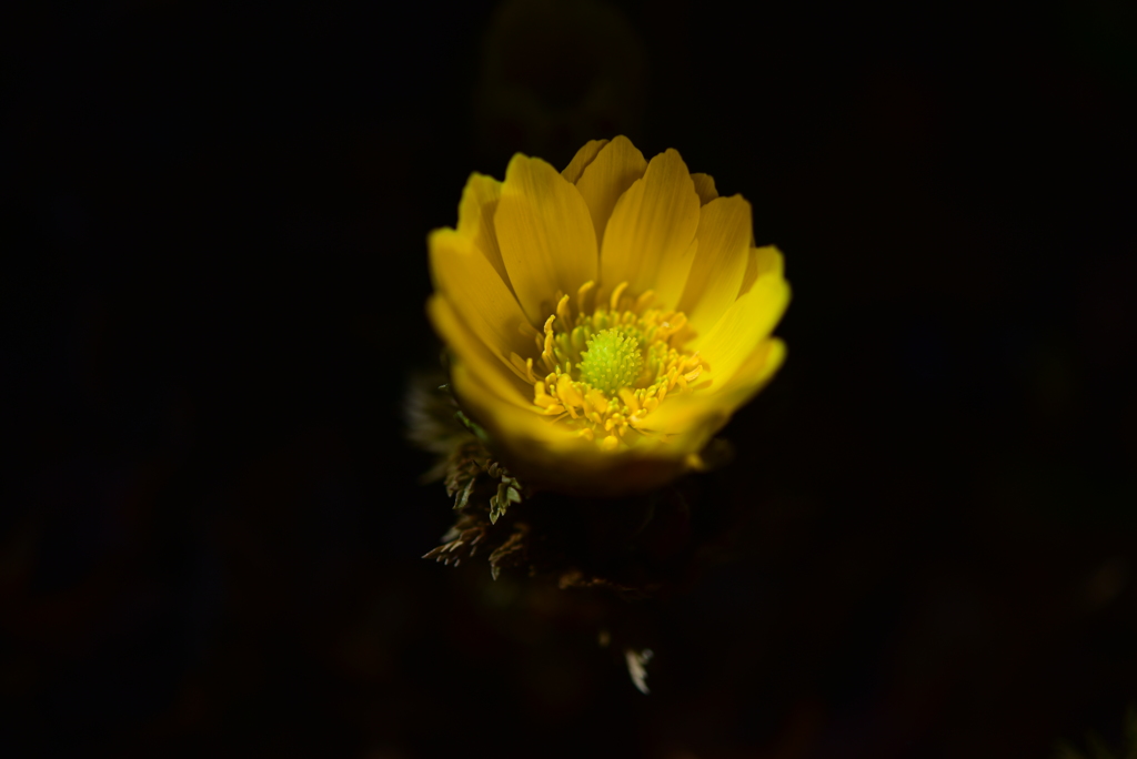 季節の花L！