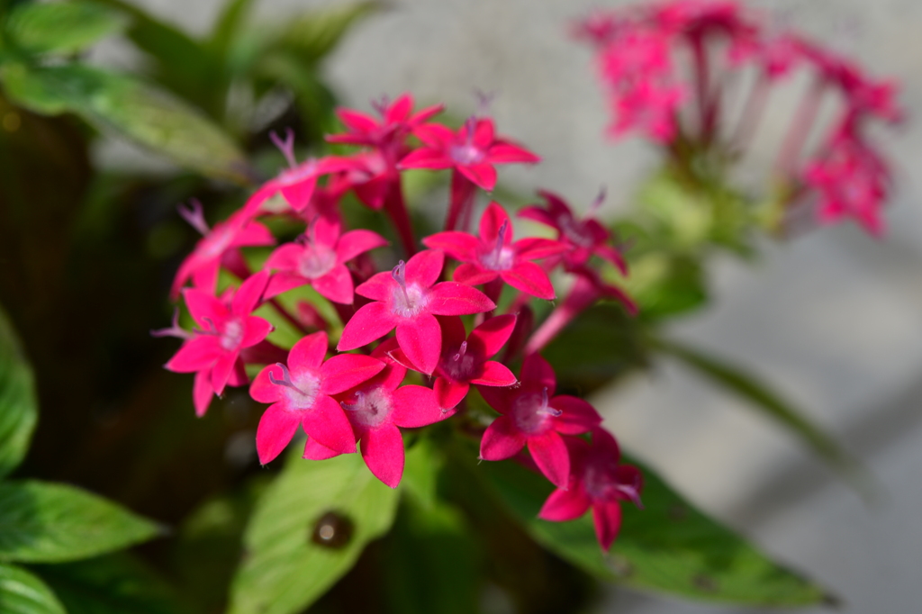 季節の花MLVIII！