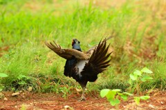 身近にいる野鳥DIX！