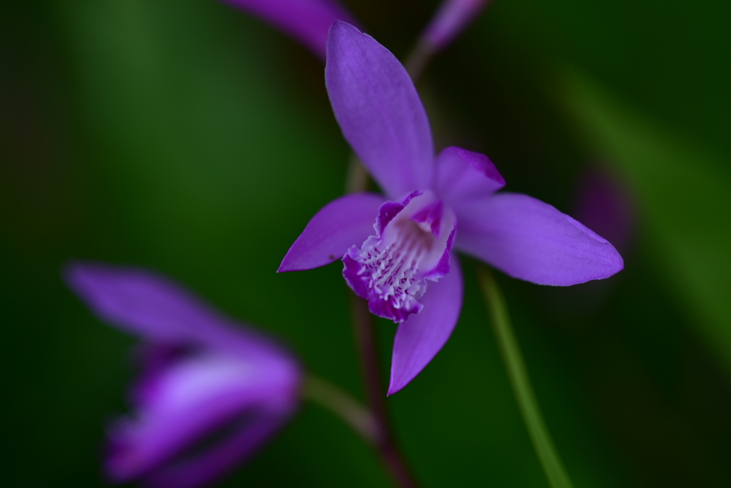 季節の花DCCXLV！
