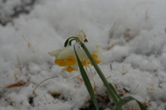 季節の花MDLXXII！