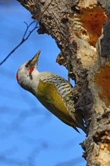 アオゲラ♀