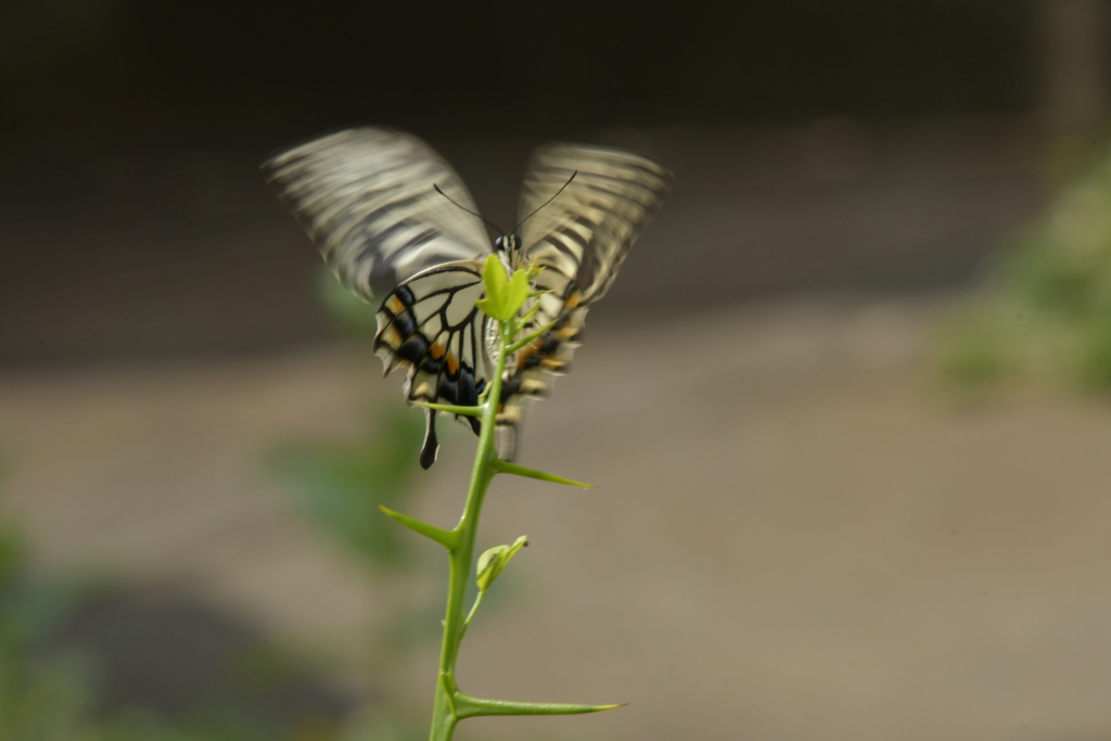 里山の蝶CDXXX！