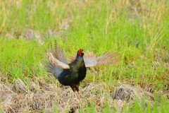 身近にいる野鳥CDXCVIII！