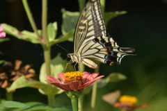 花と蝶II-XXXII！