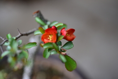 季節の花DCXXXVIII！