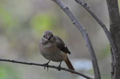 里山の野鳥XI！