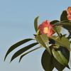 季節の花MCCCLVI！