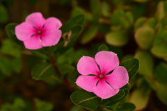 季節の花CMXCIX！
