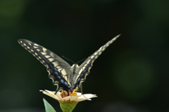 花と蝶II-LXXII！