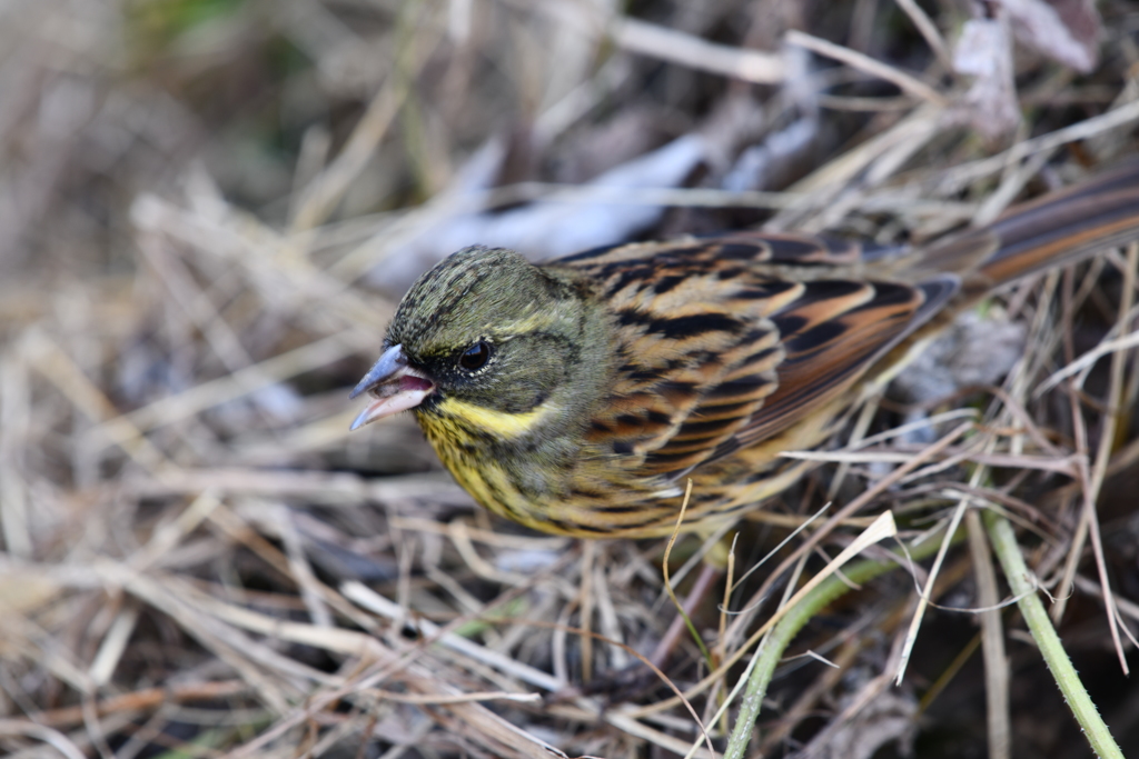 里山の野鳥LXVI！