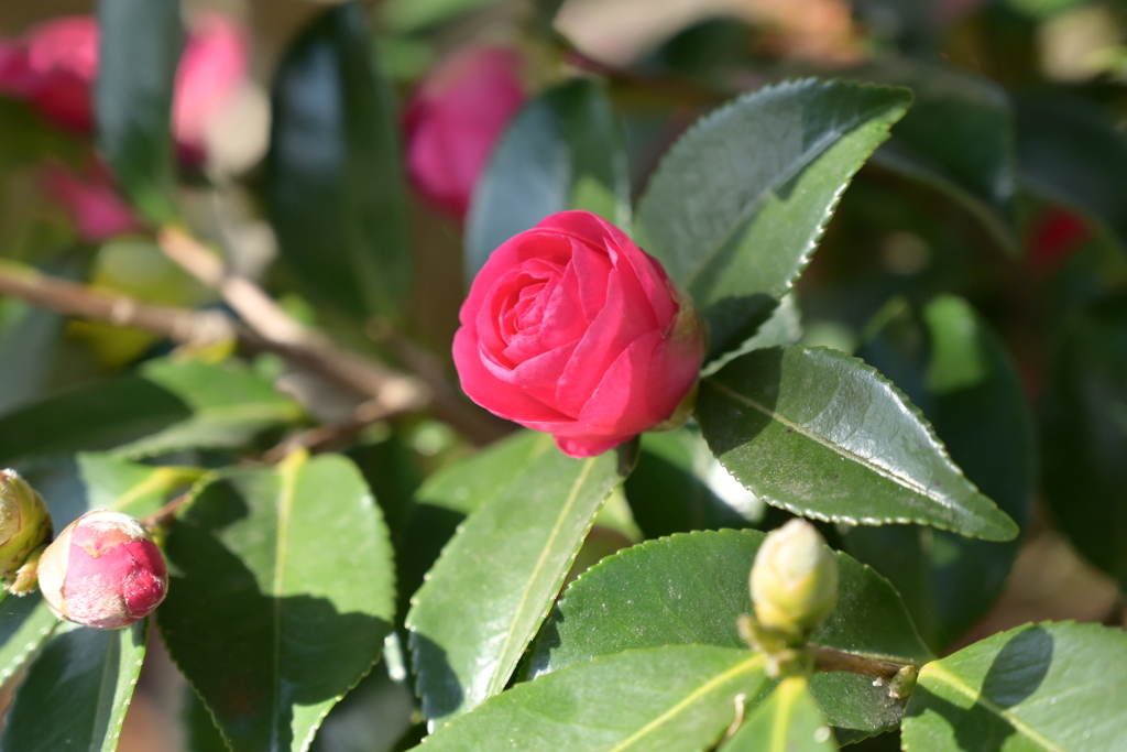 季節の花MCCCXLIII！