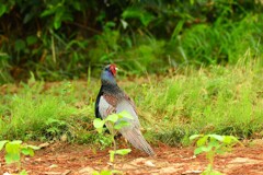 身近にいる野鳥DXI！