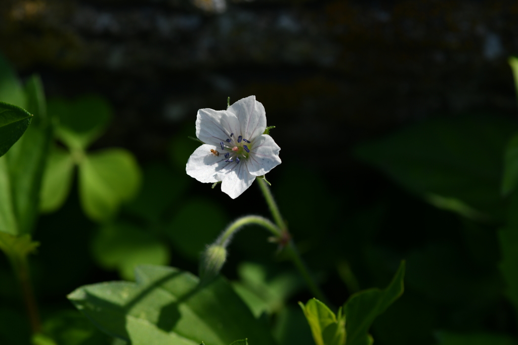 季節の花CCXXXVI！