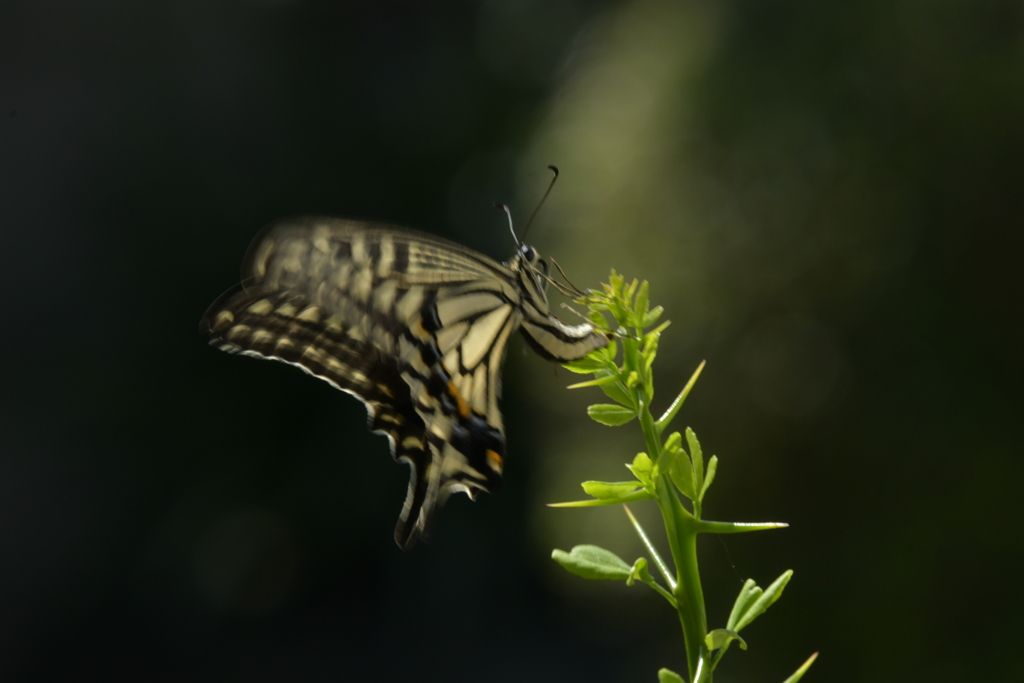 里山の蝶CDXXVI！