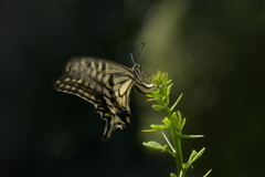 里山の蝶CDXXVI！