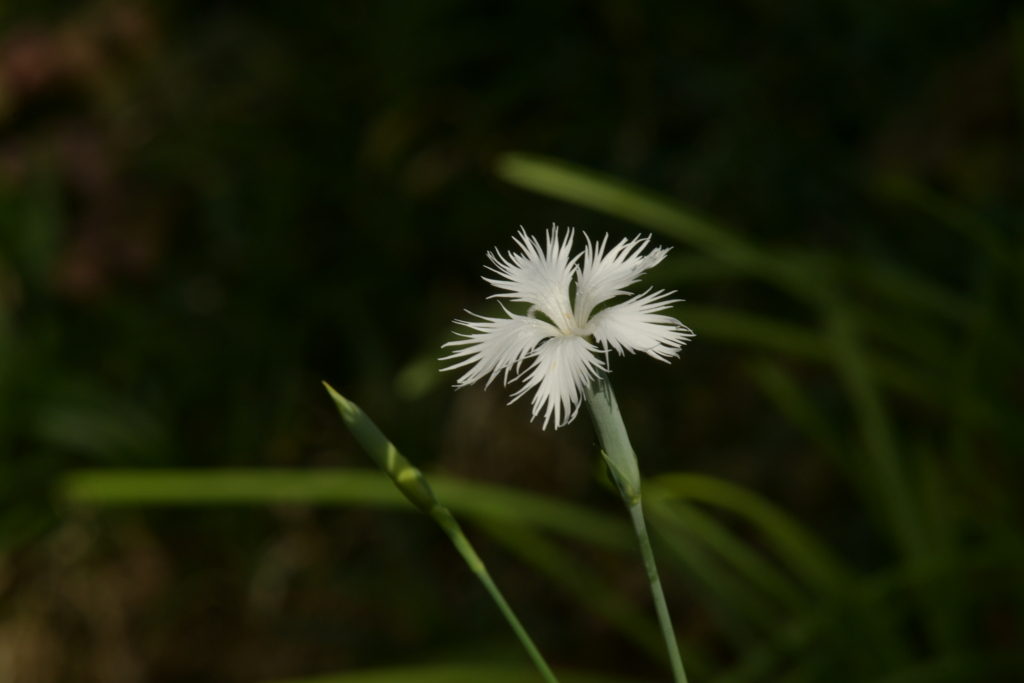 季節の花MLII！