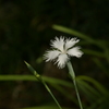 季節の花MLII！